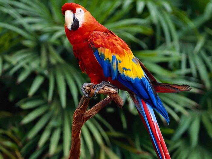 L’Duchen Parrot